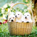 스마트폰에서 챗GPT 활용하기 이미지