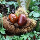 백제인동마을 이미지