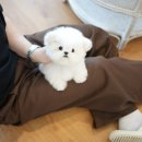 톰퍼피 강아지 분양 이미지