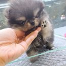 행운켄넬 | 양산강아지분양 실물이 깡패! 명품 모질 블랙탄포메라니안분양 200% 만족기