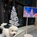 이웃집 멍 이미지