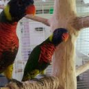 레인보우 앵무 이미지