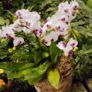 선인목장 이미지