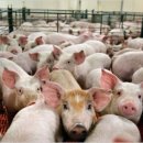 아랑푸드 이미지