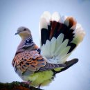 유럽멧비둘기(European turtle dove) 이미지
