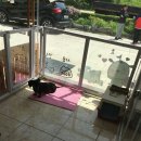 코디애견샵 이미지