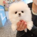 푸른들 동물병원 이미지