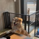 제시 펫 살롱 이미지