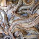 영양 추어탕 이미지