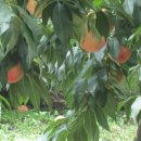 영천 은해사 거조암 영산전 이미지