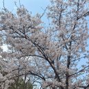 누가꽃이개 이미지