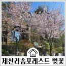 해당화2호점 | 2026년 제천리솜포레스트 벚꽃 개화 현황 S30 동 선택 체크인 꿀팁