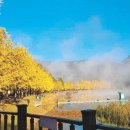 은행나무길 이미지