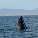 바하캘리포니아 이미지