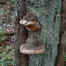 진흙버섯속 상황버섯의 좋류 이미지
