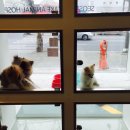 서서울호수동물병원 이미지