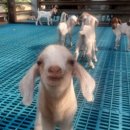 보라농장2 이미지