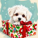 김해 강아지분양 두부네 하루 이미지