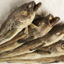 명태이야기 이미지