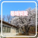유천연립 | 강원도 동해 벚꽃 명소 동부사택 동해 구 상수시설 봄꽃 여행