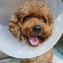 조규만외과동물병원 이미지