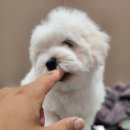 Coton4u 네이버블로그