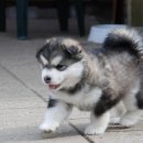 말랑말랑 이미지