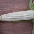 홍스캐빈 이미지