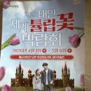 인디안태안점 | 2026 태안 세계 튤립꽃 박람회 4월 태안 여행