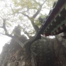 북평골재 | 달마산 산행 161119