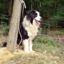 리즈퍼피 이미지