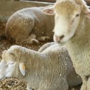 윤정목장 이미지