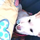한마음 농장 | 1.울산에스동물메디컬센터 원장님이 강아지 구강종양 수술해주신데요.. 너무너무감사한마음뿐입니다.ㅠㅠ
