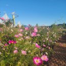 구리 한강시민공원 이미지