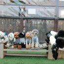 도그스101 이미지