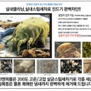 그린스팀세차