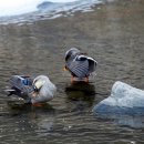 천사의 아침 이미지