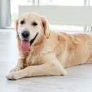 이산동물의료센터 이미지