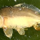 푸르댕댕 이미지