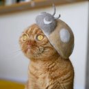 고양이 털로 만든 고양이 모자 이미지