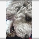 건강한 강아지 | 건강한 강아지 간식 추천 무염 황태 급여 후기