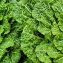 조은세상영농조합법인 이미지