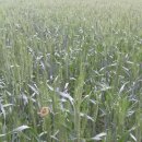 나라농장 이미지