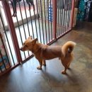 갱스터 도그 이미지