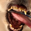 배꼽누리 이미지