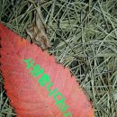 투구봉가든 이미지