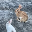 소백산삼계탕 이미지