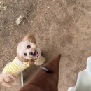 놀러오개 | 용인 죽전| 강아지 유치원 등원 후기 놀러오개 애견유치원 애견호텔 죽전점