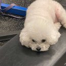 더조은피티 이미지