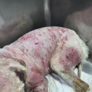 주주 동물병원 이미지